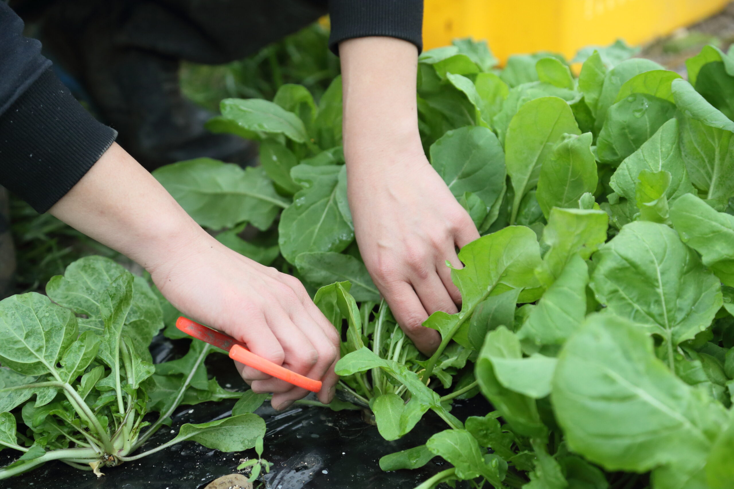 土と呼吸し、農業のリアルを知る