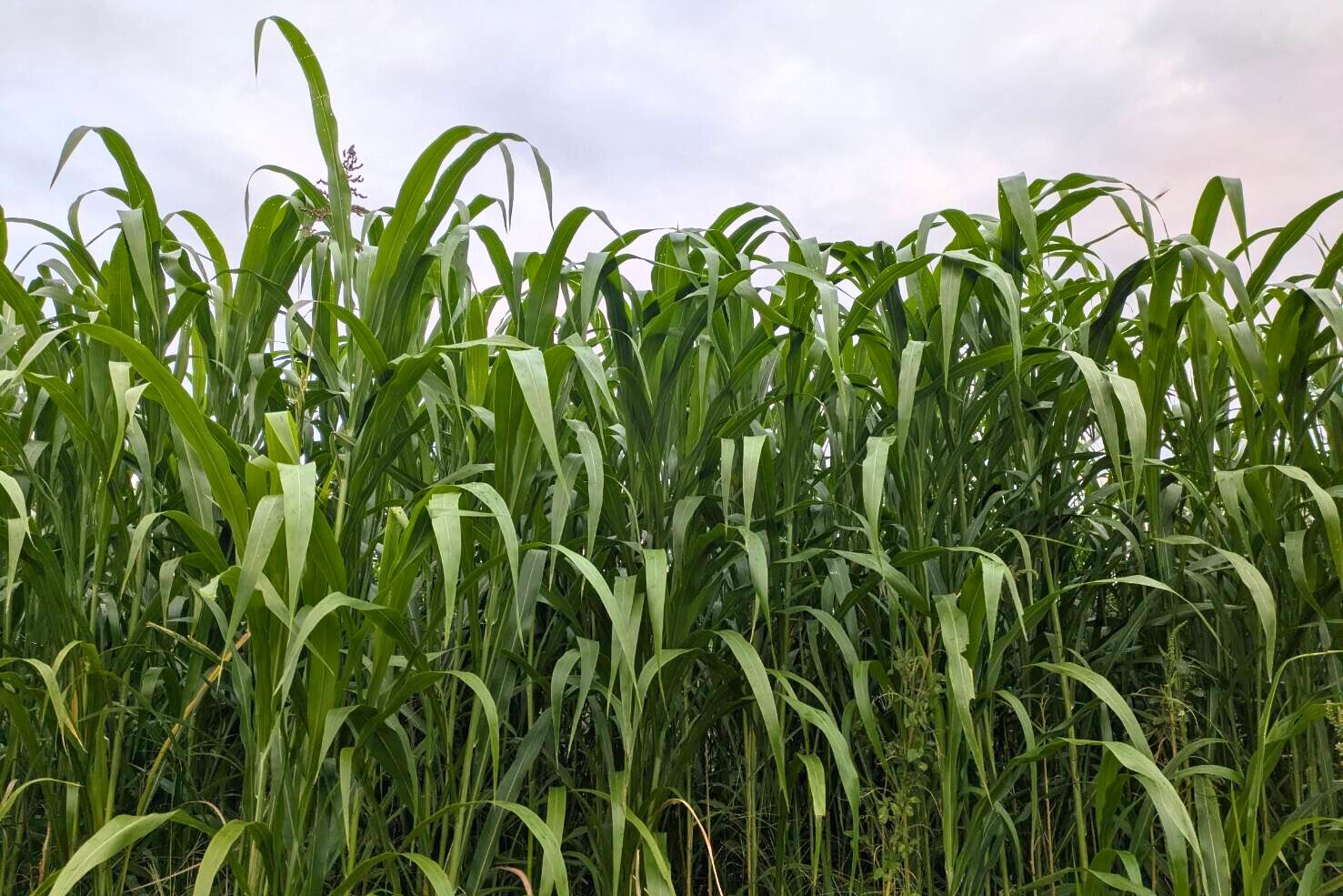 緑肥で育む、生命力あふれる土