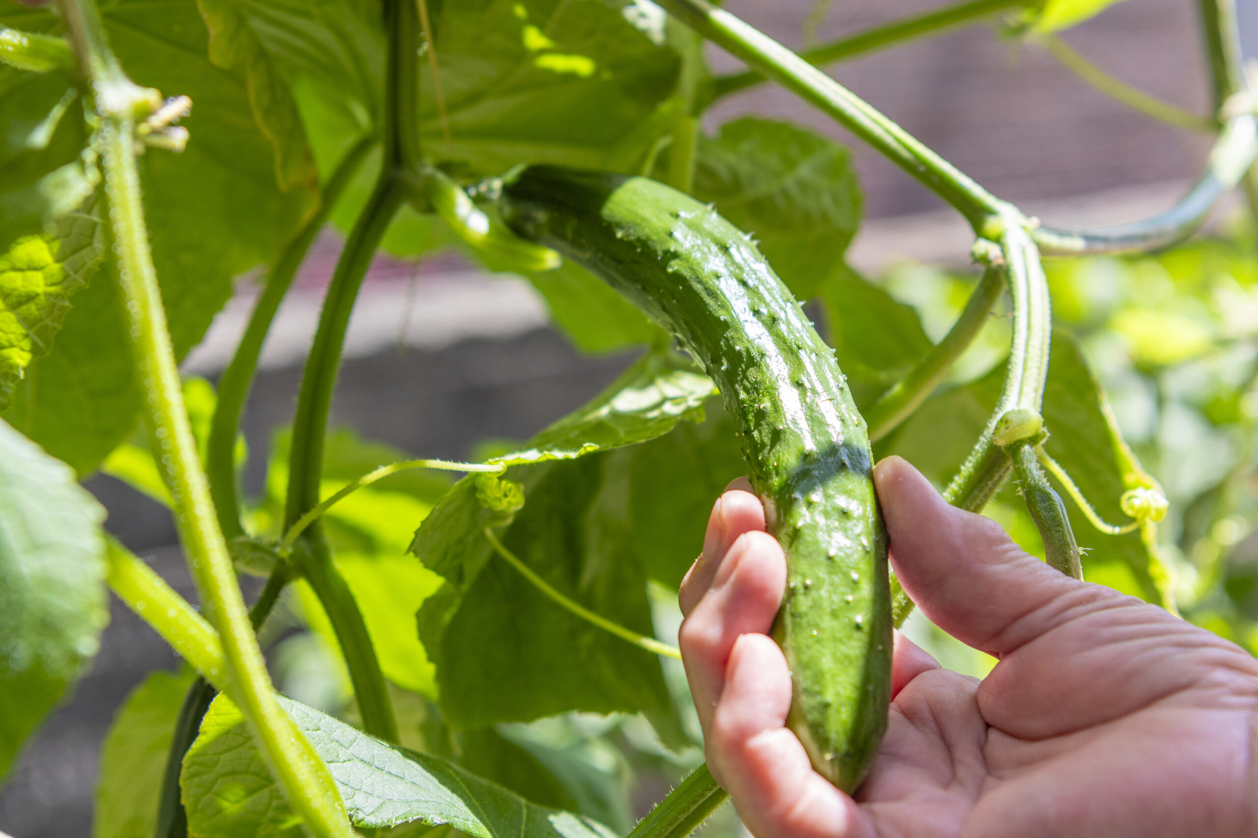 個性が光る、野菜たち