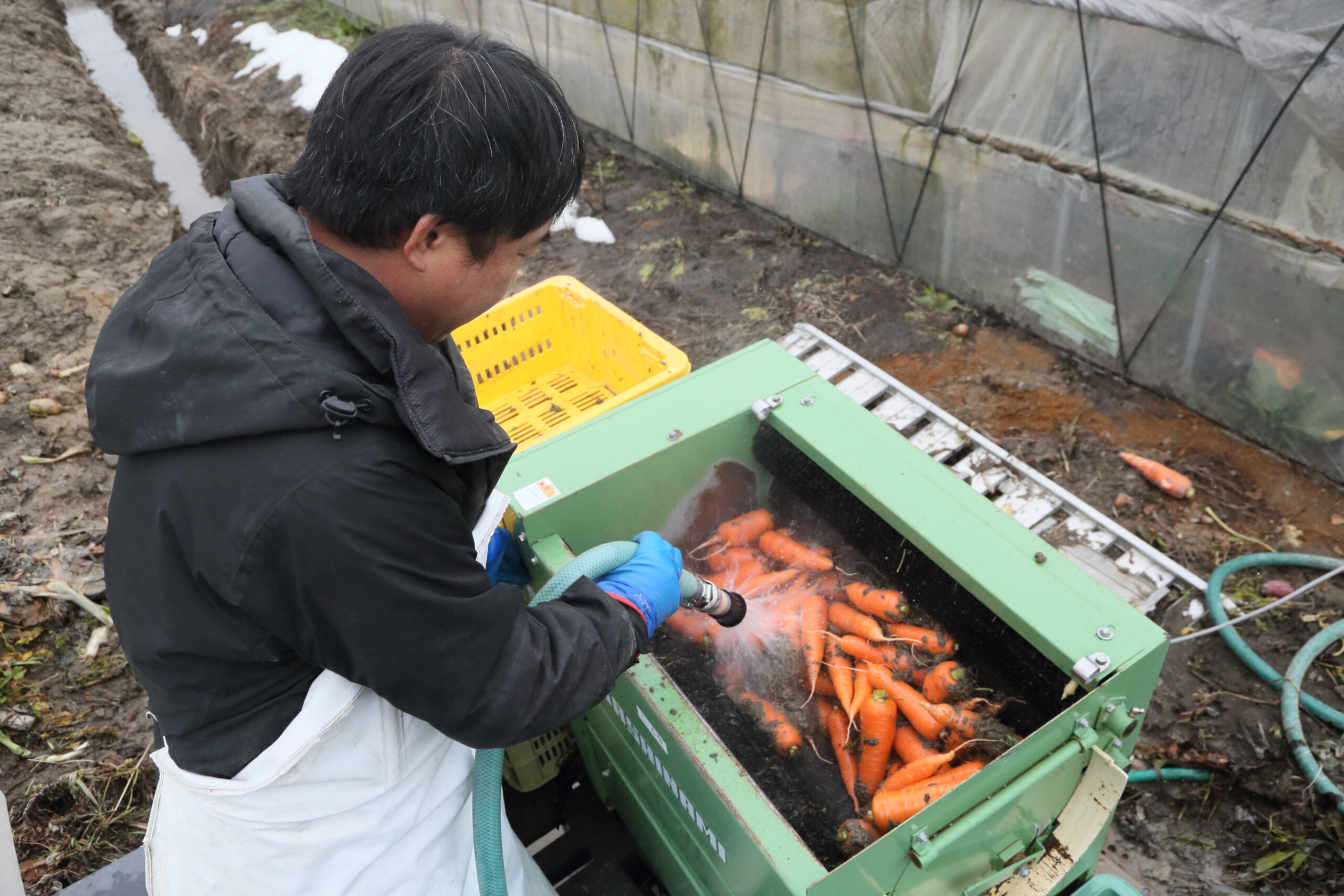 収穫した人参を洗浄している様子